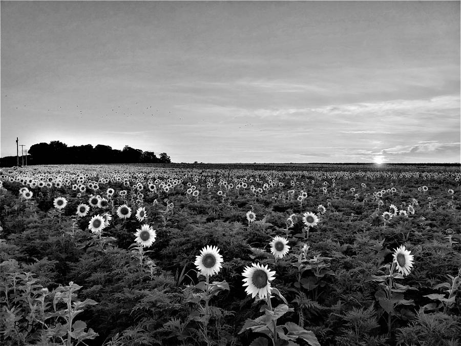 North Fork Sunflowers 2 B W Photograph by Rob Hans
