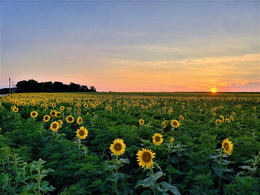 North Fork Sunflowers 2 Photograph by Rob Hans