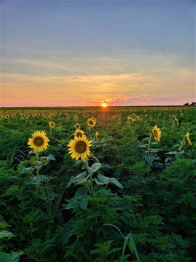 North Fork Sunflowers Photograph by Rob Hans