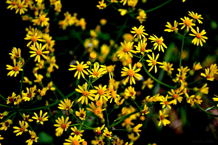 North Georgia Wildflowers Photograph by Tara Potts