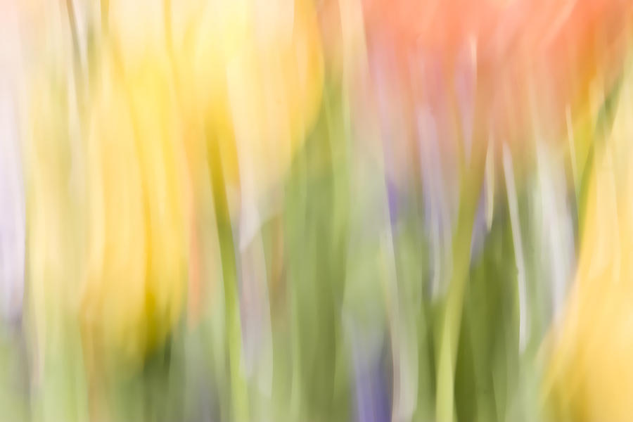 North Hills Tulips I Photograph by Margaret Denny