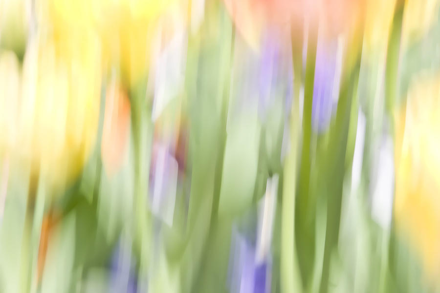 North Hills Tulips II Photograph by Margaret Denny