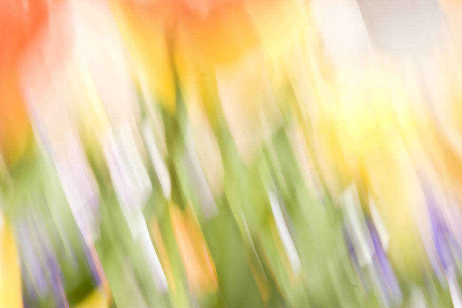 North Hills Tulips III Photograph by Margaret Denny