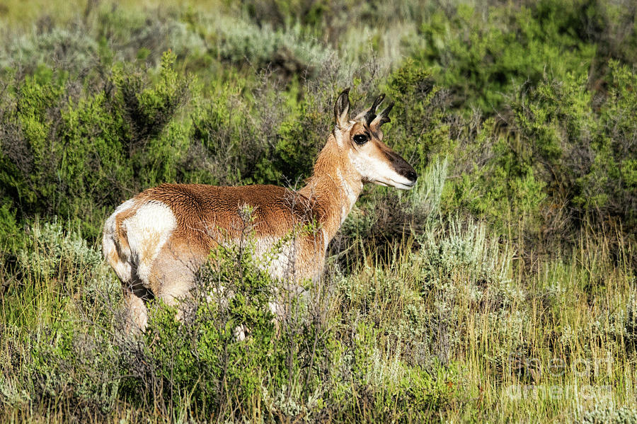 North Park Pronghorn Photograph by Priscilla Burgers