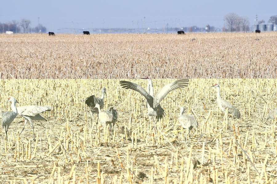 North Platte Sandhill Cranes Photograph by Hella Buchheim