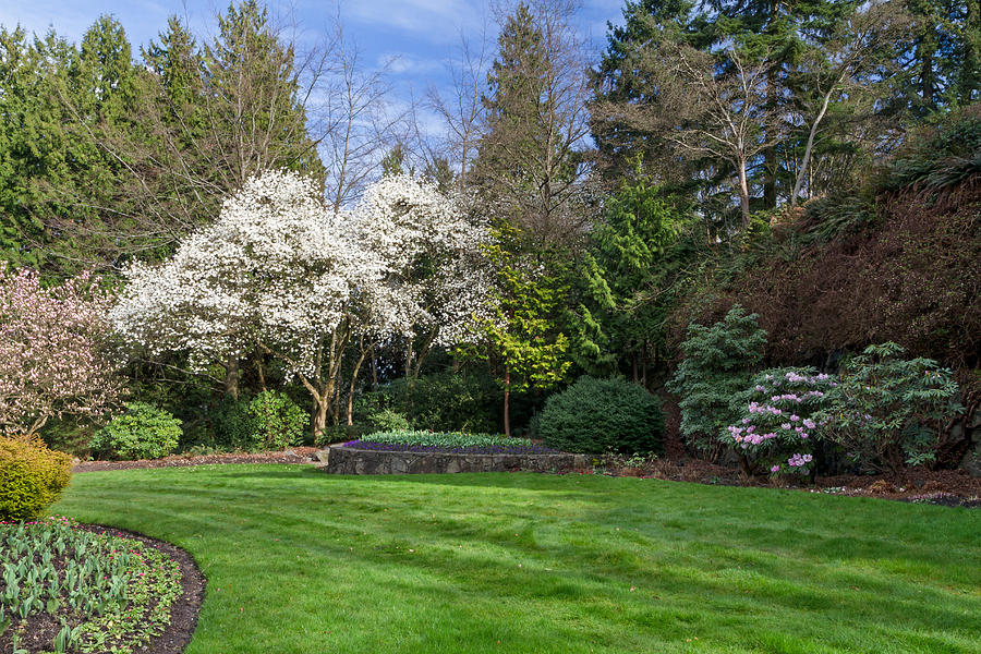 North Quarry Garden Magnolia Photograph by Michael Russell