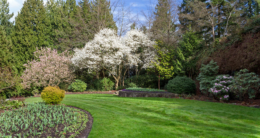 North Quarry Garden Magnolias Photograph by Michael Russell