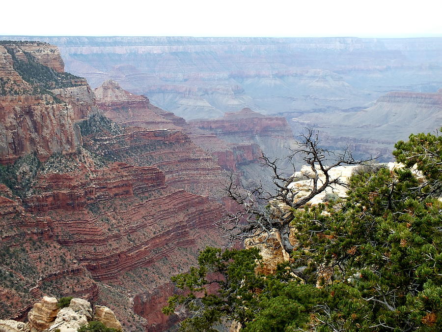 North Rim Grand Canyon Photograph by Charlotte Schafer