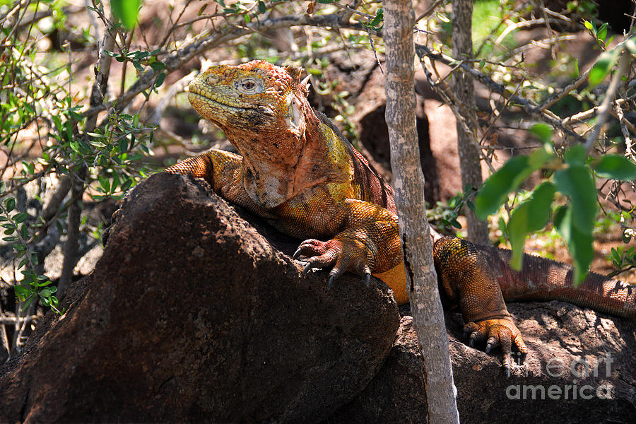 North Seymour Island Iguana in the Galapagos Islands Photograph by Catherine Sherman