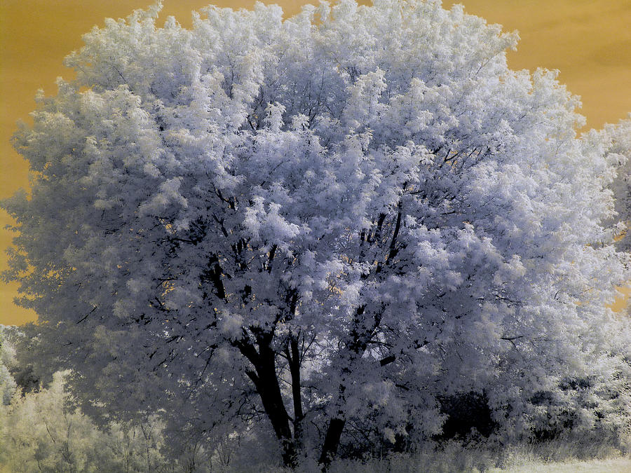 Abstract Photograph - North St. Paul Tree-Infrared by Scott Lacey