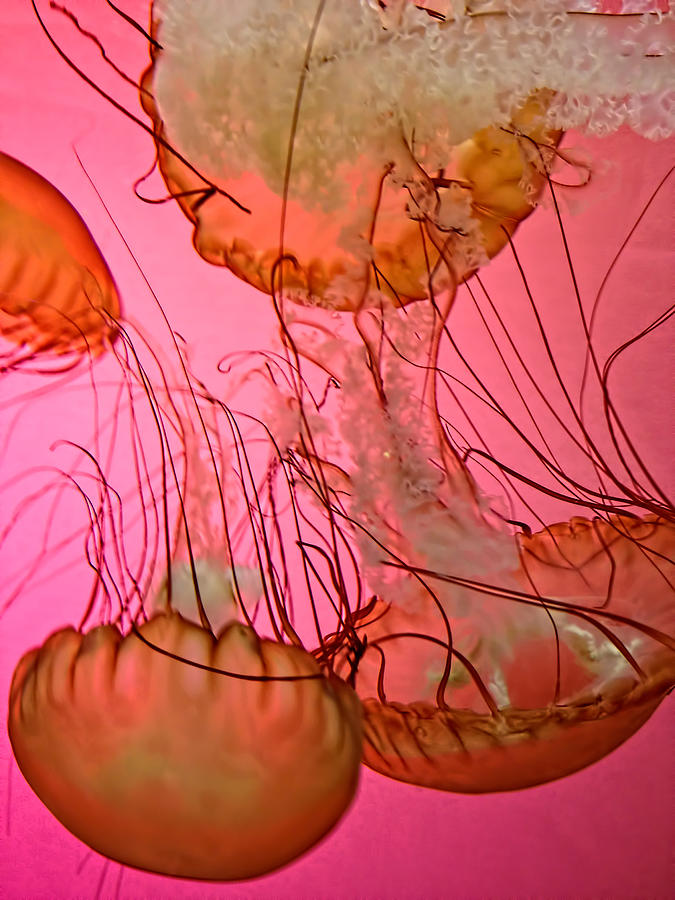 Northeast Pacific Sea Nettle Jelly Fish Photograph by Ginger Wakem