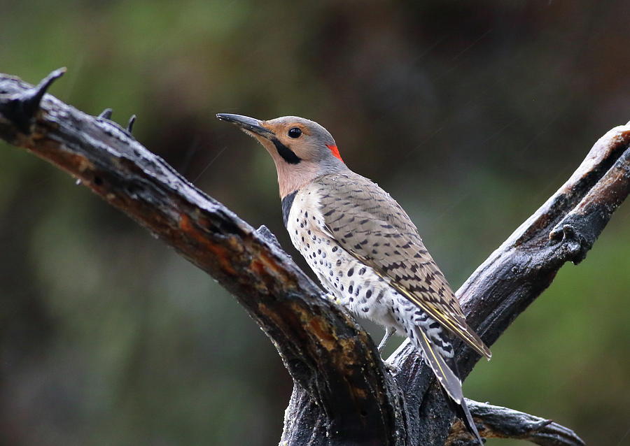 Northern Flicker In Rain Photograph by Daniel Reed