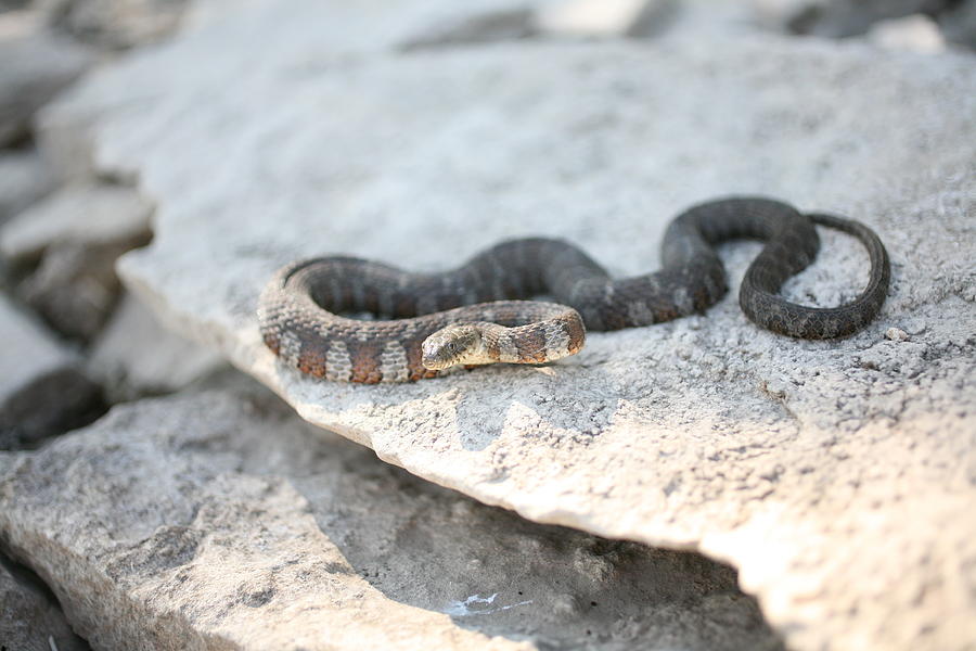 Norther Watersnake Nerodia Sipedon Photograph by JC Findley