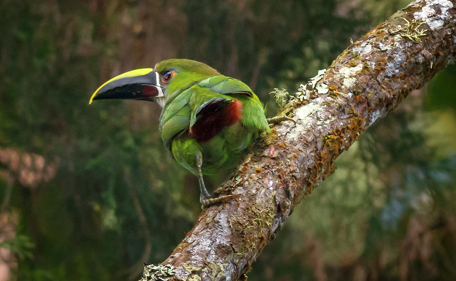 Southern Emerald Toucanet Otun Quimbaya Pereira Colombia Photograph by Adam Rainoff