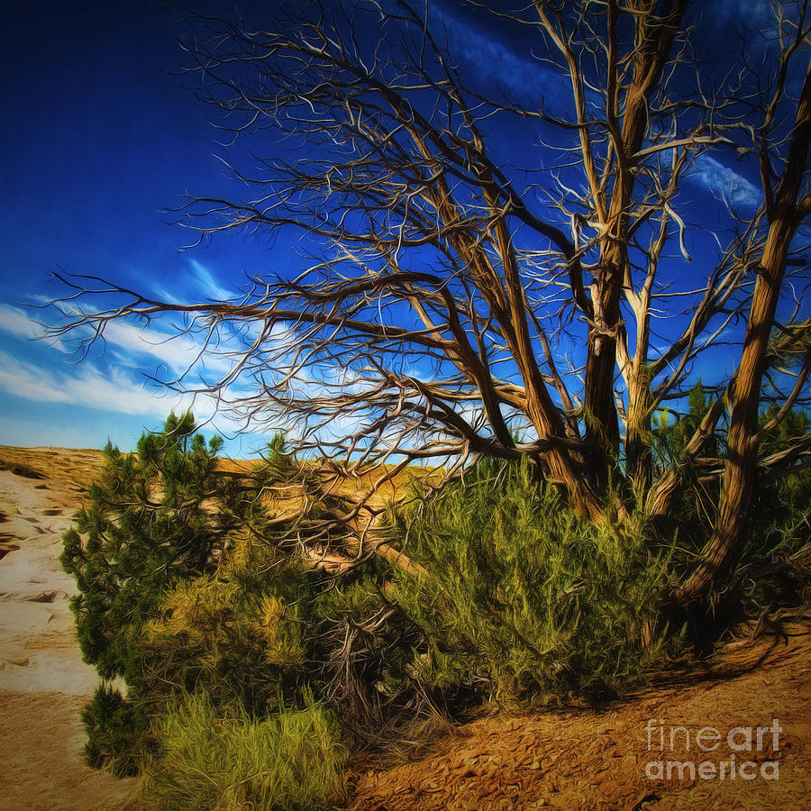 Northern Arizona Desert ... Photograph by Chuck Caramella