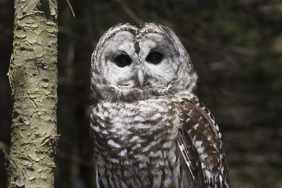 Owl Photograph - Northern Barred Owl Perched On Birch by Lynn Stone