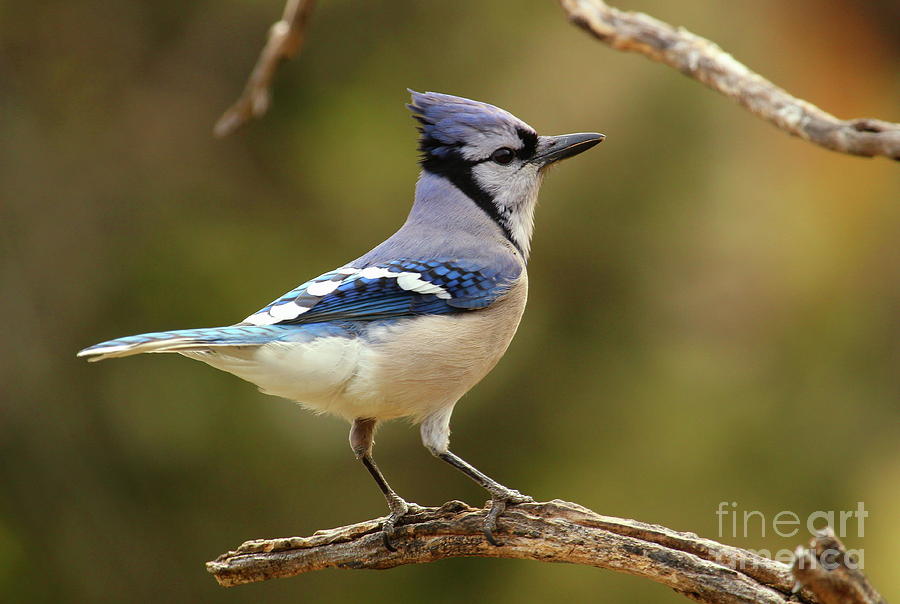 Northern Blue Jay