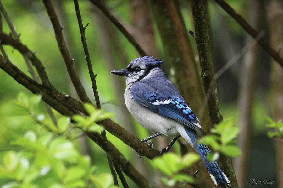 Northern Blue Jay Photograph by Trina Ansel