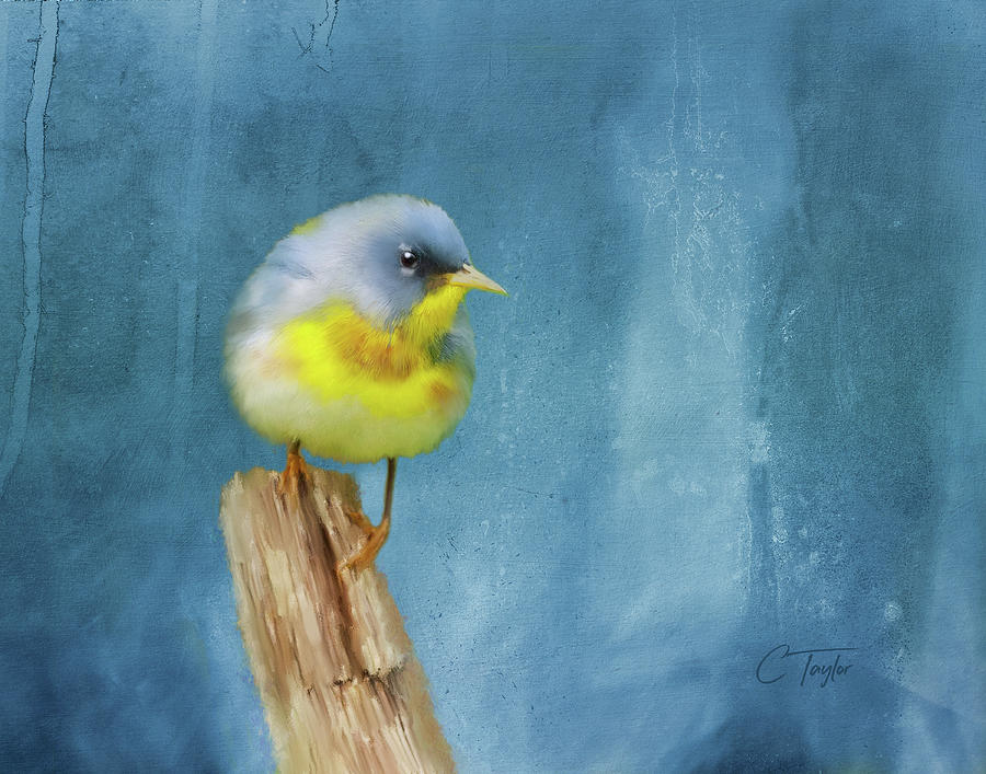 Bird Painting - Northern Blue Song Bird by Colleen Taylor