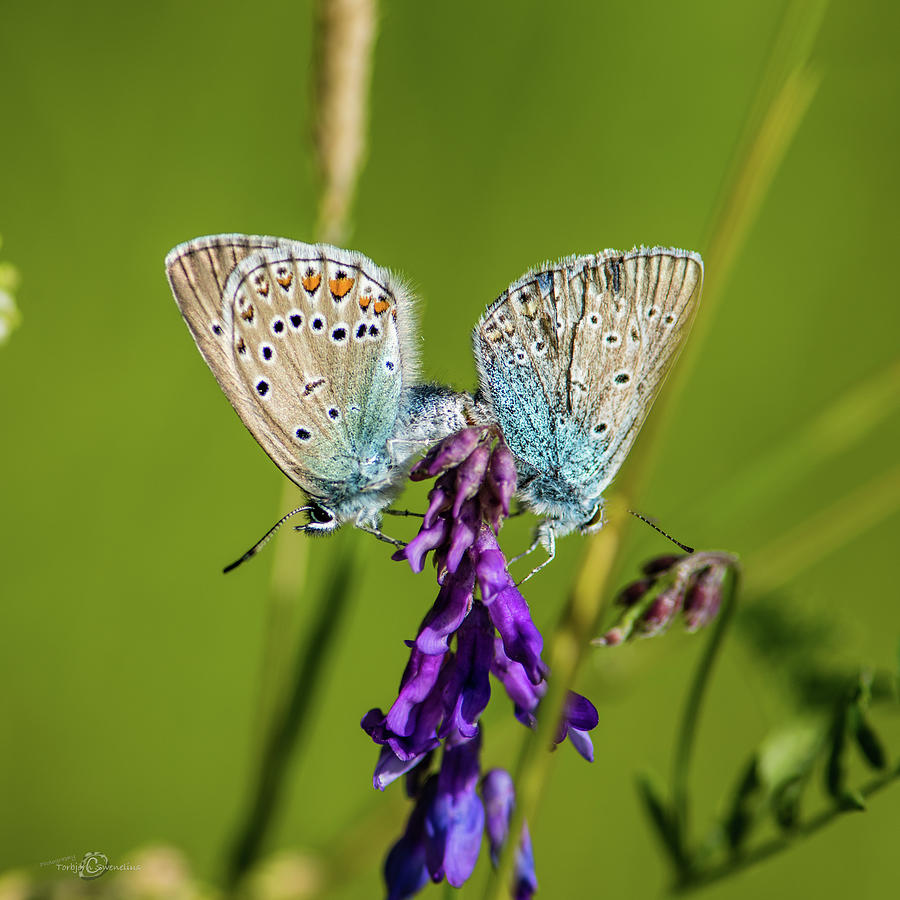 Northern Blues mating Photograph by Torbjorn Swenelius