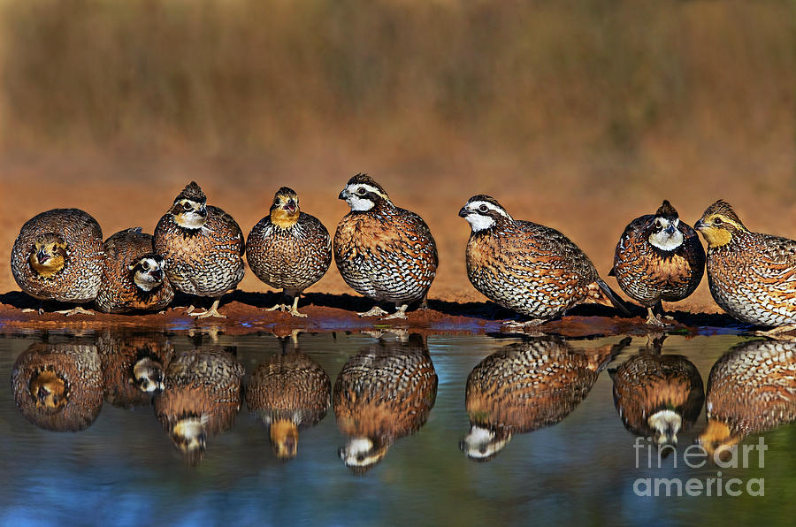 Northern Bobwhite Colinas Virginianus Wild Texas Photograph by Dave Welling