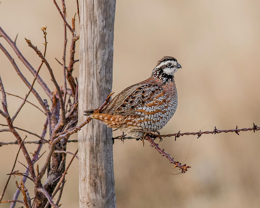 Bird Photograph - Northern Bobwhite on a Fence by Morris Finkelstein