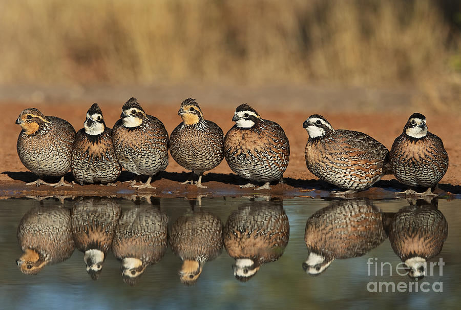 Northern Bobwhites Colinus Virginianus Wild Texas Photograph by Dave Welling