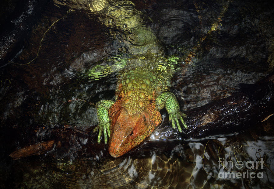 Northern Caiman Lizard Photograph by Savannah Gibbs