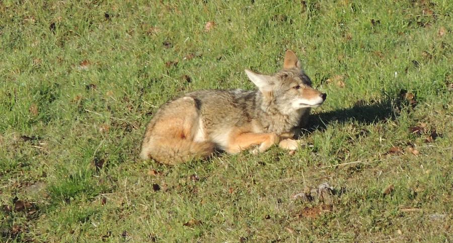 Northern California Coyote Photograph by Traci Hallstrom - Fine Art America