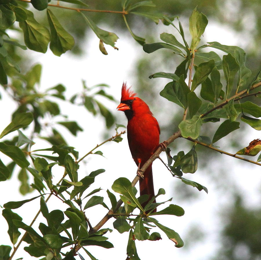 Northern Cardinal - In The Wind Photograph