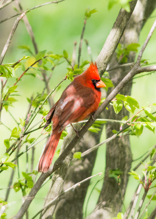Cardinal Photograph - Northern Cardinal     by Holden The Moment