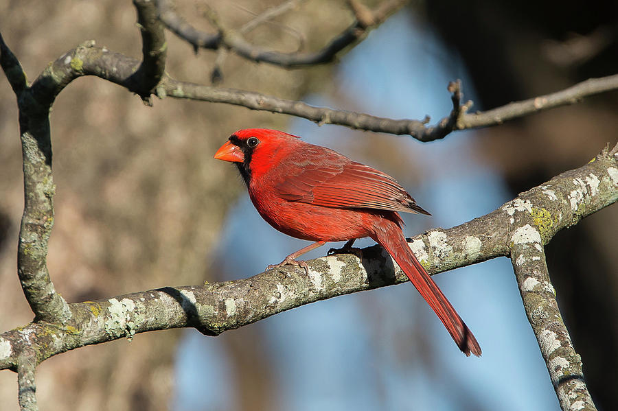 Northern Cardinal 2 Photograph by Ronnie Maum