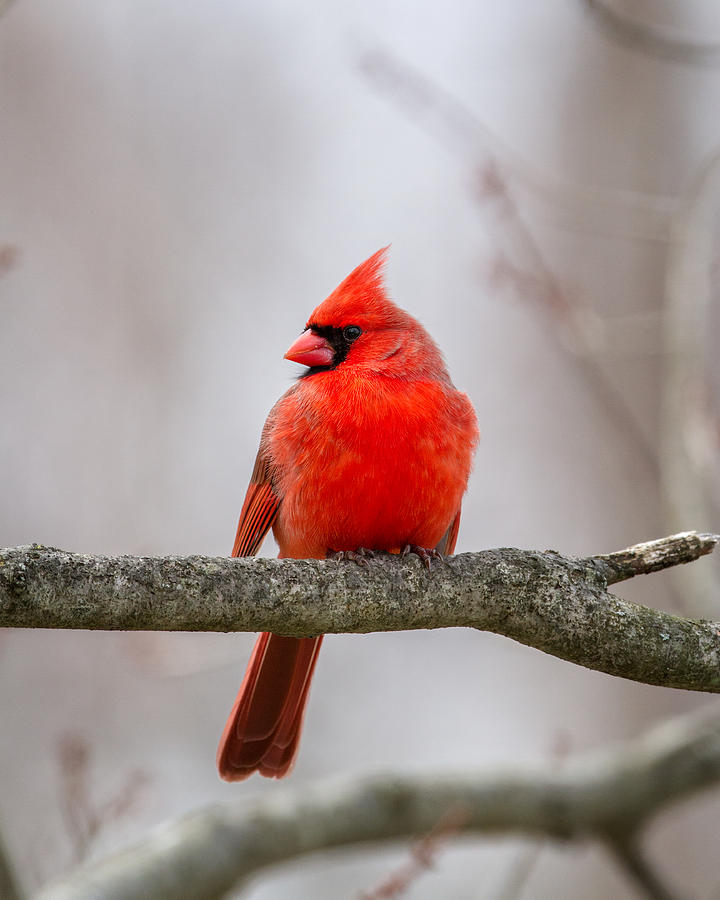 Northern Cardinal 2016 Photograph by Bill Wakeley