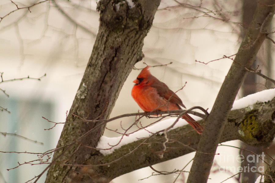 Cardinal Photograph - Northern Cardinal 4 by Howard Tenke