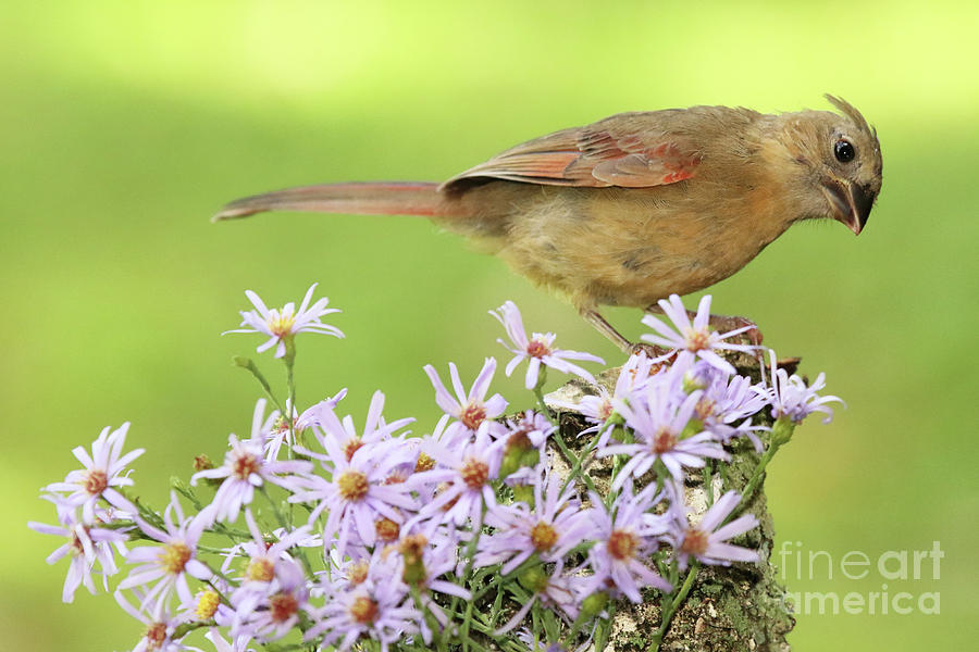 Northern Cardinal Among Purple Flowers Photograph by Max Allen