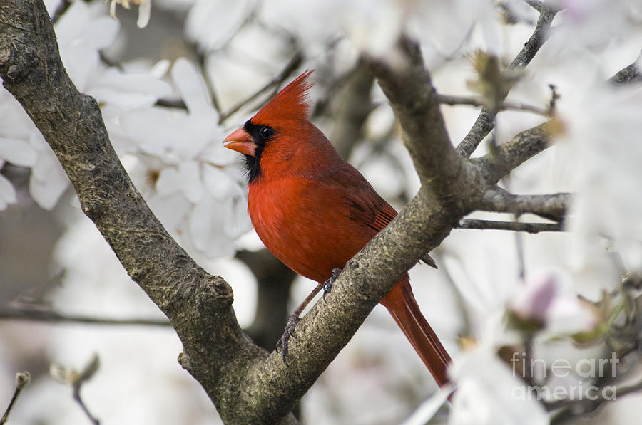 Northern Cardinal and Magnolia 2 - D009893 Photograph by Daniel Dempster