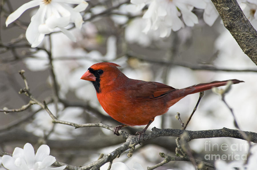 Northern Cardinal and Magnolia 3 - D009896 Photograph by Daniel Dempster