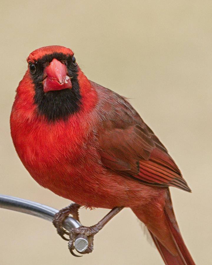 Northern Cardinal Annoyed Photograph by Brian Caldwell