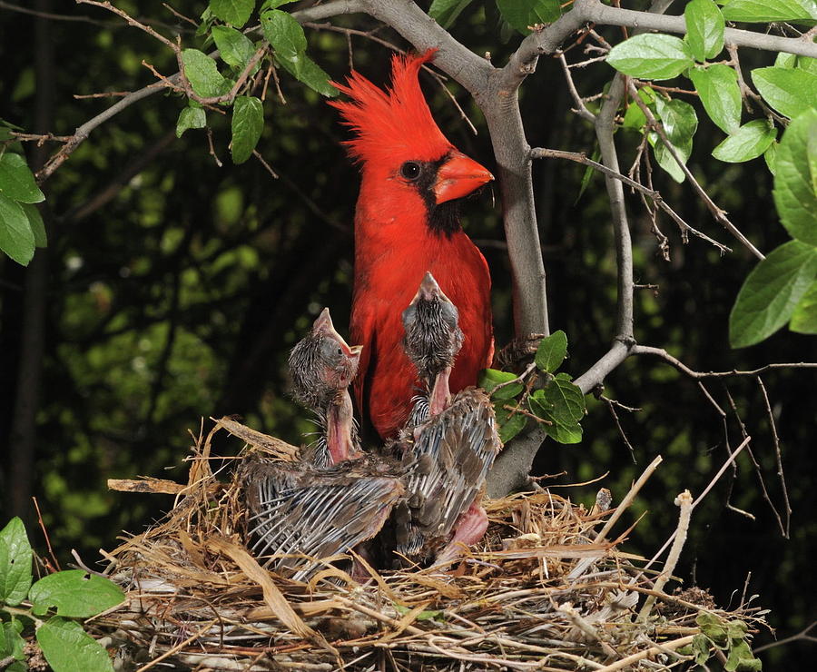 Northern Cardinal at nest Photograph by Damon Calderwood - Pixels