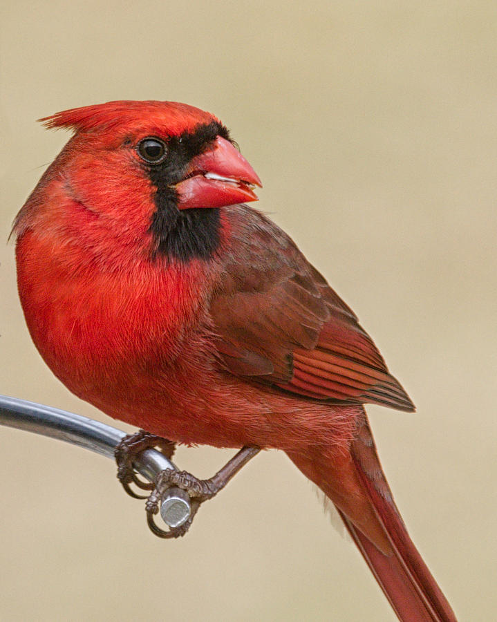 Northern Cardinal Photograph by Brian Caldwell