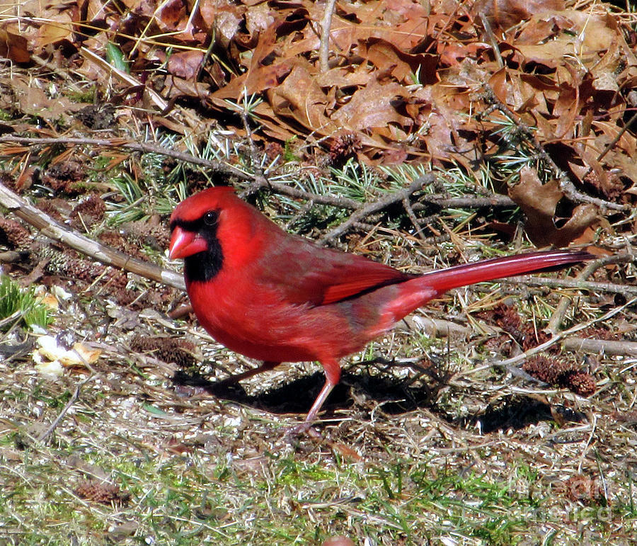 Northern Cardinal  Photograph by CAC Graphics