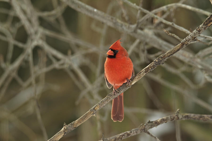 Northern Cardinal - Cardinalis cardinalis  Photograph by Carol Senske