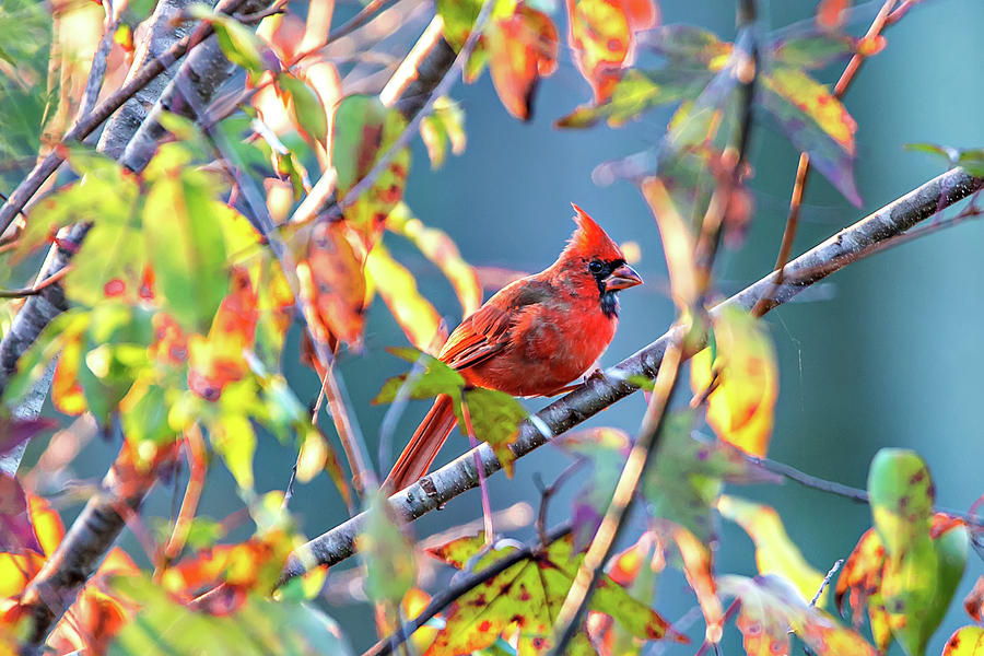 Northern Cardinal Cardinalis cardinalis perched on a branch Photograph by Alex Grichenko