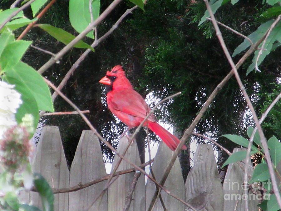 Northern Cardinal Photograph by CAC Graphics