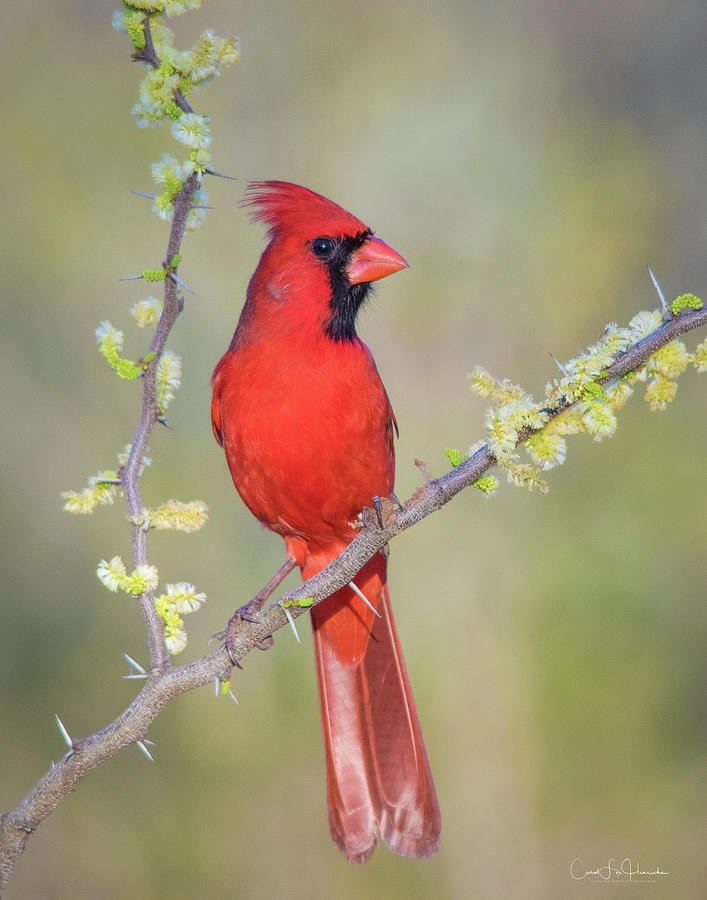 Northern Cardinal CFH175894 by Carol Fox Henrichs Northern Cardinal CFH175894 by Carol Fox Henrichs