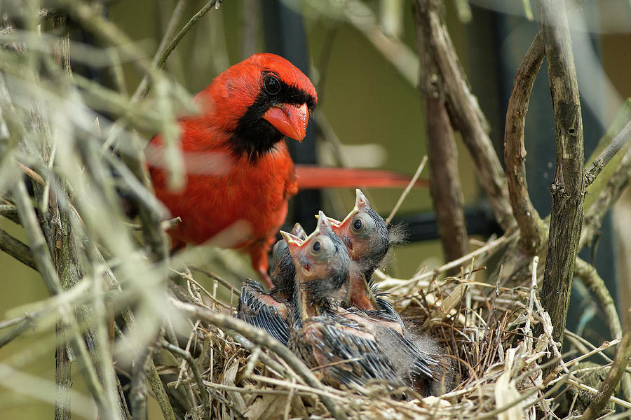 Northern Cardinal Day 8 Photograph by Everet Regal