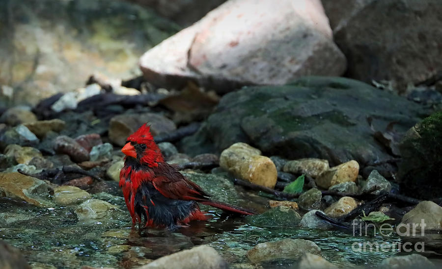 Northern Cardinal Photograph by Elizabeth Winter
