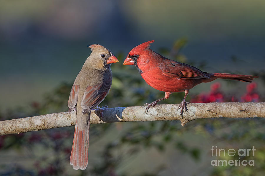 Northern Cardinal Encounter Photograph by Bonnie Barry