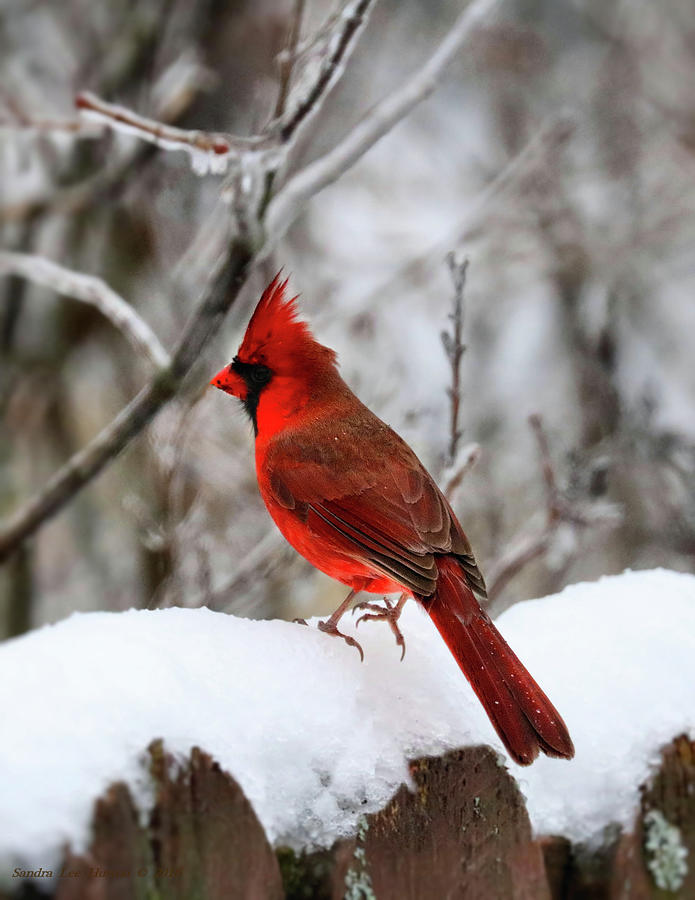 Northern Cardinal Feeding Time Photograph by Sandra Huston