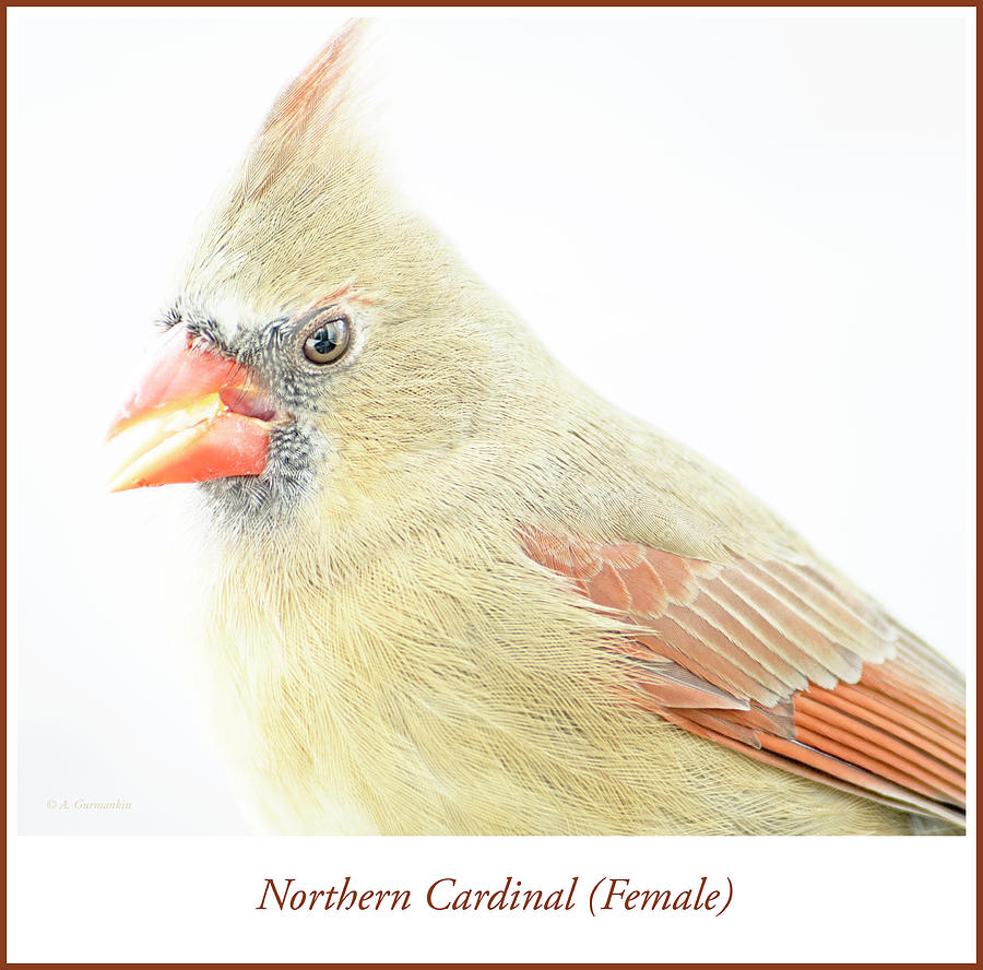 Northern Cardinal Female, Animal Portrait Photograph by A Macarthur Gurmankin